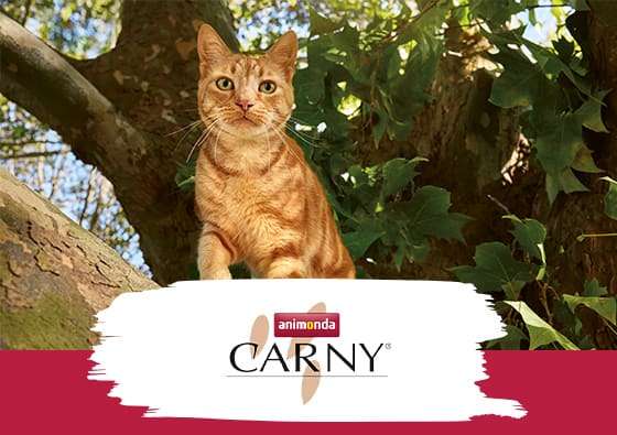 Carny®